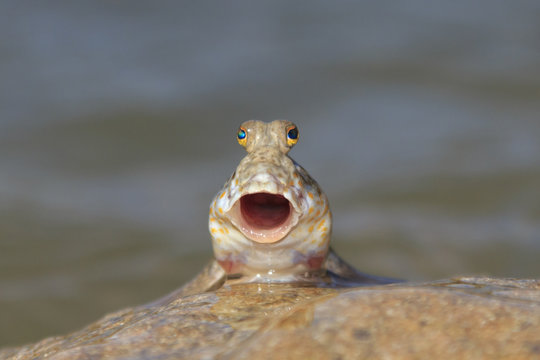 imagem de abertura